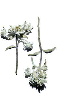 Organic Edelweiss